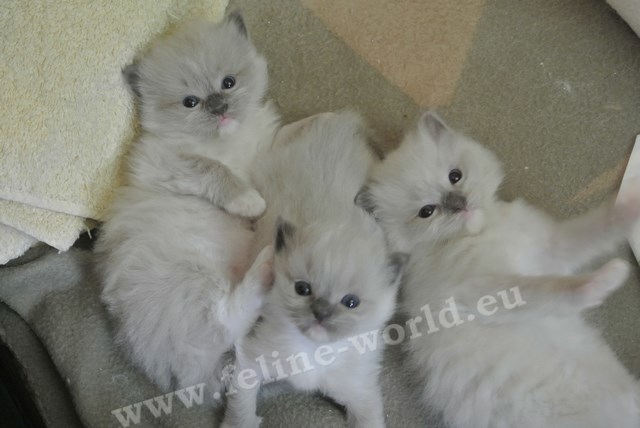 RAGDOLL_chatons_blue_mitted (RACE).JPG